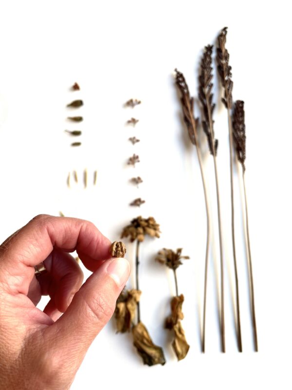 Growing Art: SEEDS ~ Clean & Arrange Workshop (Adults)